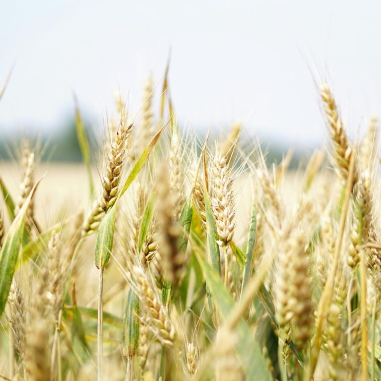 High quality grain grain representing agricultural products